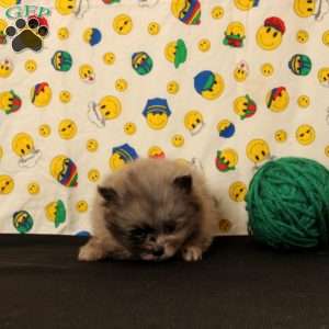 Daisy, Pomeranian Puppy